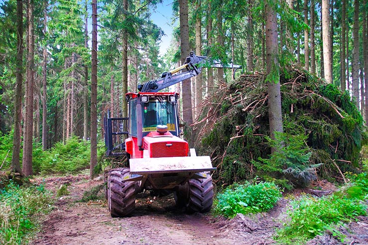 Preservare le foreste, EBS e l’impegno contro il bostrico