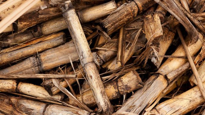 Ecomondo, l’Associazione EBS sostiene la filiera agroenergetica