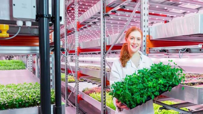 LED per ortaggi e vertical farming